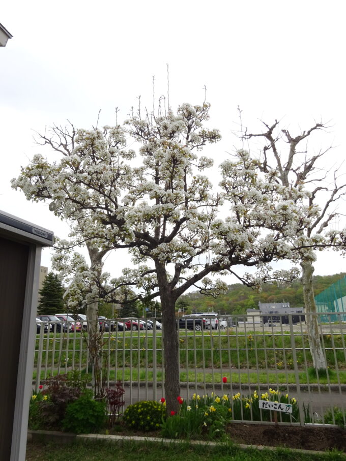 お花の季節 真駒内聖母幼稚園 学校法人 北海道カトリック学園